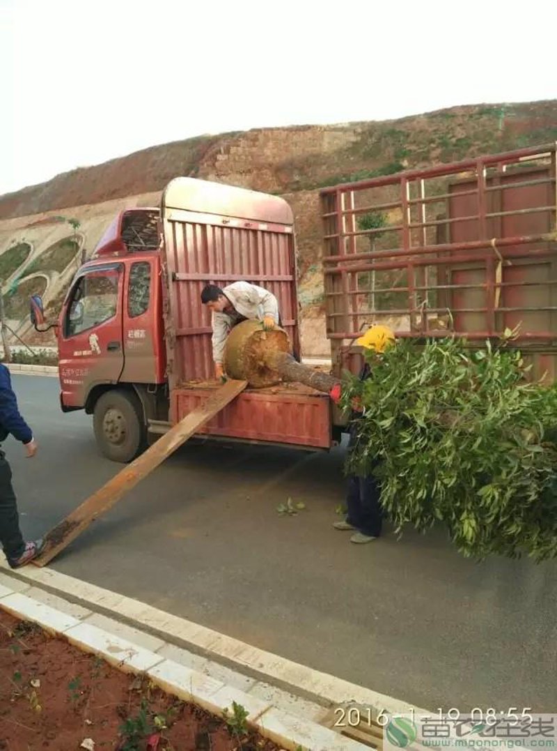 选择优质绿化树苗,让您的园林焕然一新!