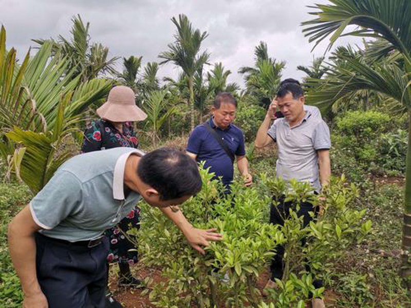 如何提升泸州绿化苗木的品质与市场竞争力