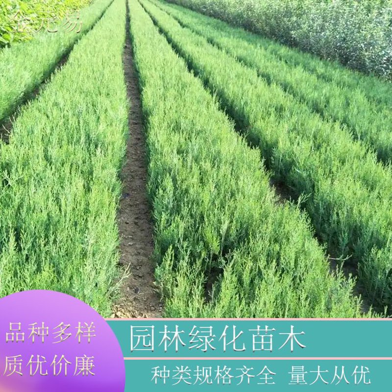 泸州绿化苗木:城市绿肺的生态建设