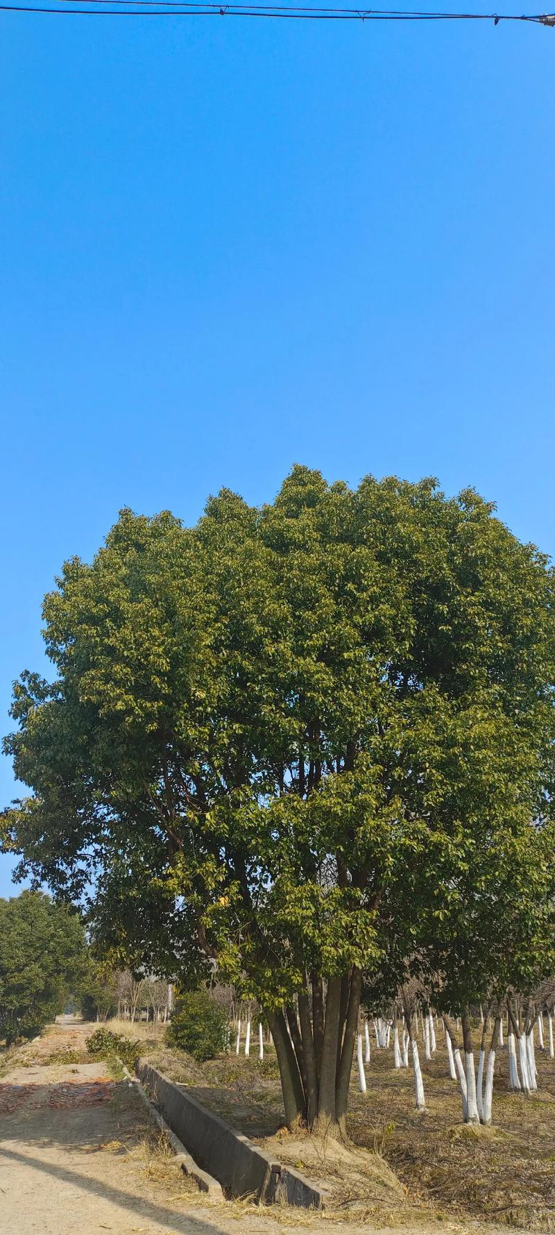 园林绿化苗圃的重要性