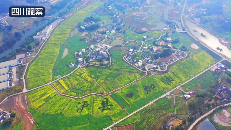 苗木行业的春天：泸县苗圃的新发展